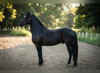 Friesen Mix, Wallach, 4 Jahre, 165 cm, Rappe