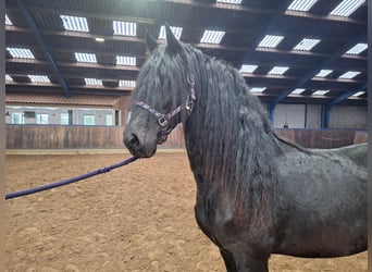 Friesen, Wallach, 4 Jahre, 165 cm, Rappe
