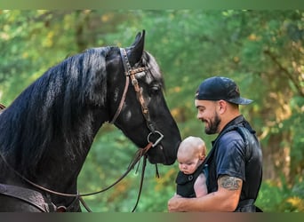Friesen, Wallach, 4 Jahre, 168 cm, Rappe