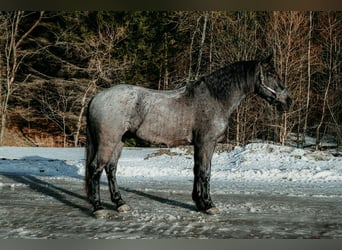 Friesen, Wallach, 4 Jahre, 168 cm, Roan-Blue