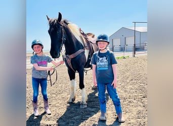 Friesen, Wallach, 4 Jahre, 168 cm, Tobiano-alle-Farben