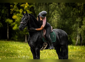 Friesen, Wallach, 4 Jahre, 170 cm, Rappe