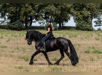 Friesen, Wallach, 4 Jahre, 170 cm, Rappe