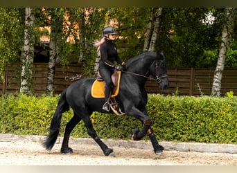 Friesen, Wallach, 4 Jahre, 170 cm, Rappe