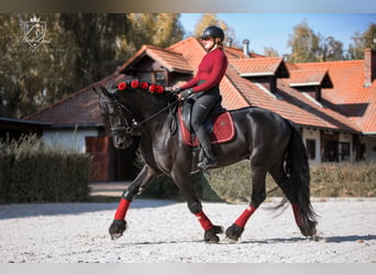 Friesen, Wallach, 4 Jahre, 170 cm, Rappe