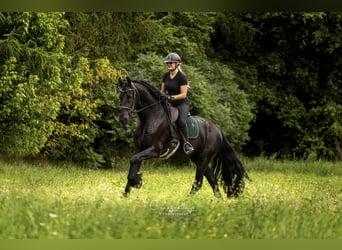 Friesen, Wallach, 4 Jahre, 170 cm, Rappe