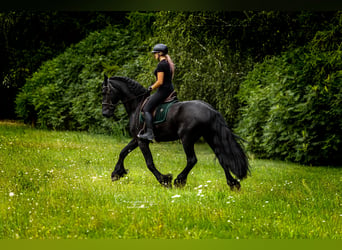 Friesen, Wallach, 4 Jahre, 170 cm, Rappe