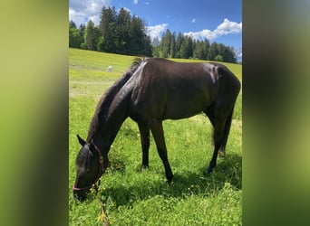 Friesen Mix, Wallach, 4 Jahre, 170 cm, Rappe
