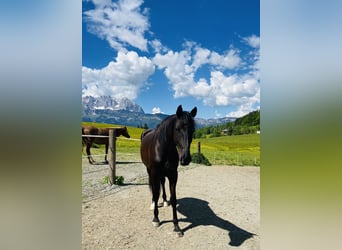 Friesen Mix, Wallach, 4 Jahre, 170 cm, Rappe