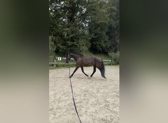Friesen Mix, Wallach, 4 Jahre, 170 cm, Rappe