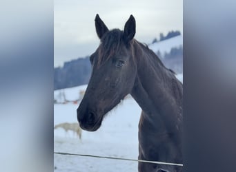 Friesen Mix, Wallach, 4 Jahre, 170 cm, Rappe