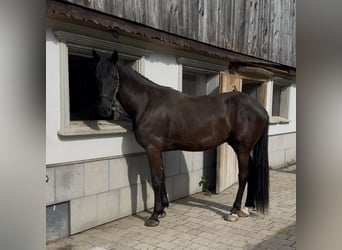 Friesen Mix, Wallach, 4 Jahre, 170 cm, Rappe