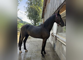 Friesen Mix, Wallach, 4 Jahre, 170 cm, Rappe