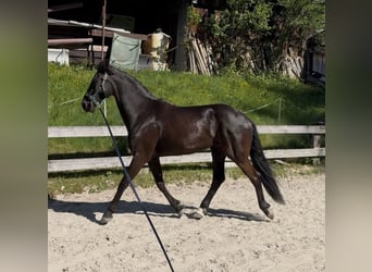 Friesen Mix, Wallach, 4 Jahre, 170 cm, Rappe