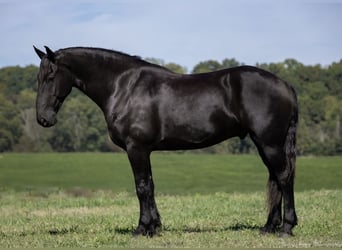 Friesen Mix, Wallach, 4 Jahre, 170 cm, Rappe
