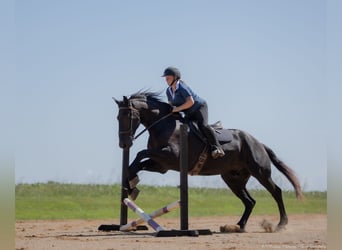 Friesen Mix, Wallach, 4 Jahre, 170 cm, Rappe