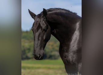Friesen Mix, Wallach, 4 Jahre, 170 cm, Rappe