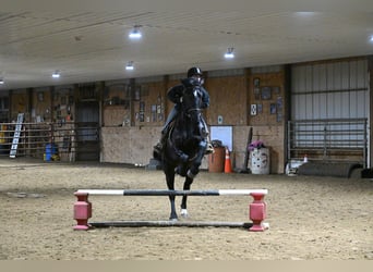 Friesen Mix, Wallach, 4 Jahre, 170 cm, Rappe