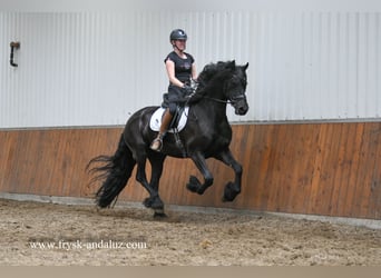 Friesen, Wallach, 4 Jahre, 171 cm, Rappe