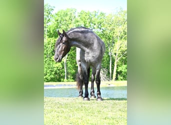 Friesen, Wallach, 4 Jahre, 173 cm, Roan-Blue