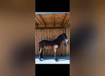 Friesen Mix, Wallach, 4 Jahre, 175 cm, Brauner