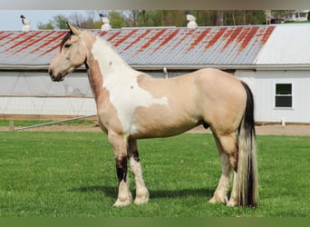 Friesen Mix, Wallach, 4 Jahre, Buckskin