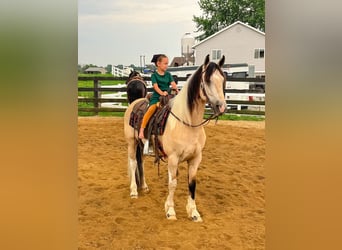 Friesen Mix, Wallach, 4 Jahre, Buckskin