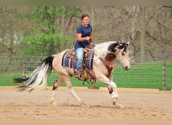 Friesen Mix, Wallach, 4 Jahre, Buckskin