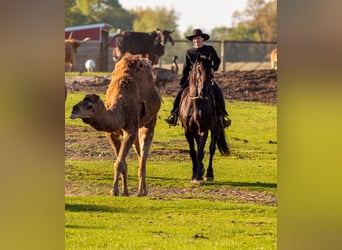 Friesen Mix, Wallach, 4 Jahre, Rappe