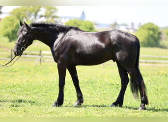 Friesen Mix, Wallach, 4 Jahre, Rappe