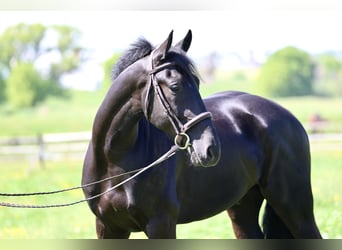 Friesen Mix, Wallach, 4 Jahre, Rappe