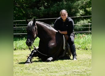 Friesen Mix, Wallach, 4 Jahre, Rappe