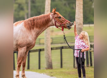Friesen Mix, Wallach, 4 Jahre, Roan-Red