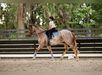 Friesen Mix, Wallach, 4 Jahre, Roan-Red