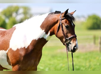 Friesen, Wallach, 4 Jahre, Schecke