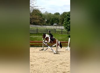Friesen, Wallach, 4 Jahre, Schecke