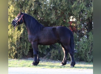 Friesen Mix, Wallach, 5 Jahre, 145 cm, Rappe