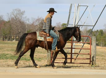 Friesen, Wallach, 5 Jahre, 150 cm, Rotbrauner