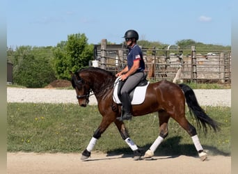 Friesen, Wallach, 5 Jahre, 150 cm, Rotbrauner