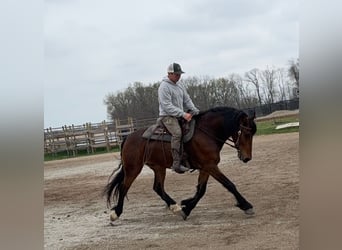 Friesen, Wallach, 5 Jahre, 150 cm, Rotbrauner