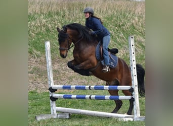 Friesen, Wallach, 5 Jahre, 150 cm, Rotbrauner
