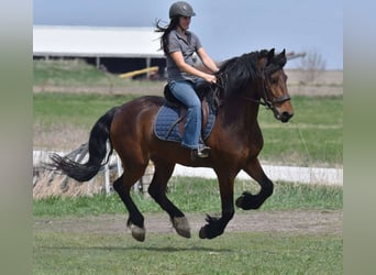 Friesen, Wallach, 5 Jahre, 150 cm, Rotbrauner