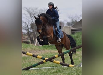 Friesen, Wallach, 5 Jahre, 150 cm, Rotbrauner