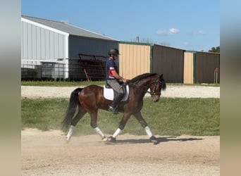 Friesen, Wallach, 5 Jahre, 150 cm, Rotbrauner