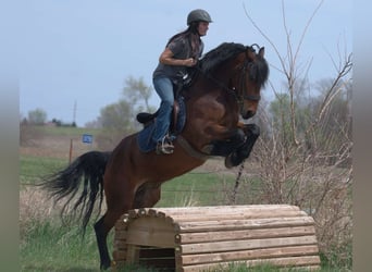 Friesen, Wallach, 5 Jahre, 150 cm, Rotbrauner