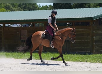 Friesen Mix, Wallach, 5 Jahre, 152 cm, Buckskin