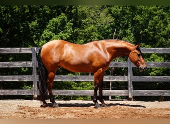 Friesen Mix, Wallach, 5 Jahre, 152 cm, Buckskin