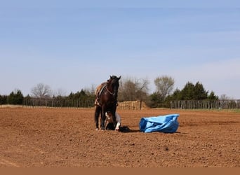 Friesen Mix, Wallach, 5 Jahre, 152 cm, Rappe