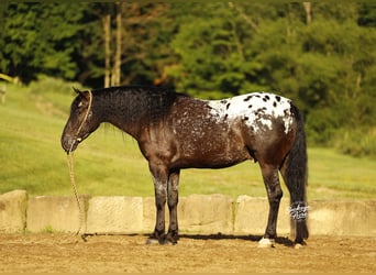 Friesen Mix, Wallach, 5 Jahre, 152 cm, Rappe