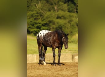 Friesen Mix, Wallach, 5 Jahre, 152 cm, Rappe